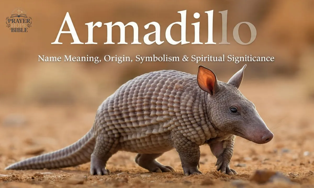 Armadillo-Name-Meaning